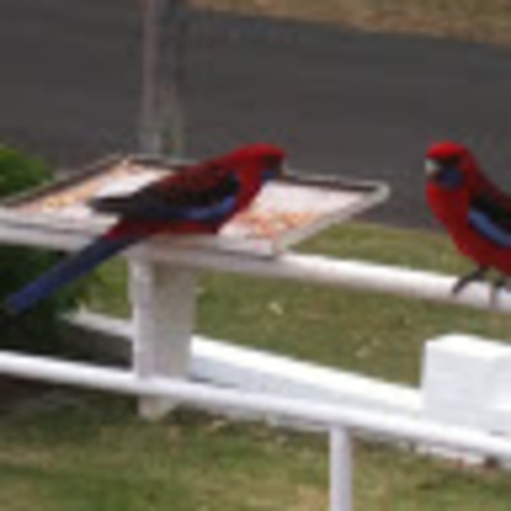 Meet your Posher, Betty